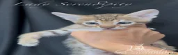 Savannah cats for sale: Exceptional Quality Tica Regist. Savannah kittens - Advert 2