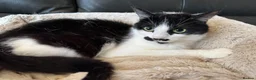 Mixed Breed cats for adoption: Mama needs a loving home  - Advert 3