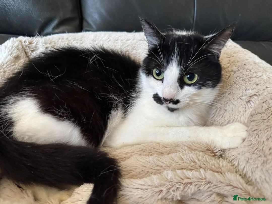 Mixed Breed cats for adoption: Mama needs a loving home  - Advert 3