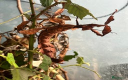 Stick Insects invertebrates for sale: Macleay Spectre Prickly Leaf Insects - Image 4