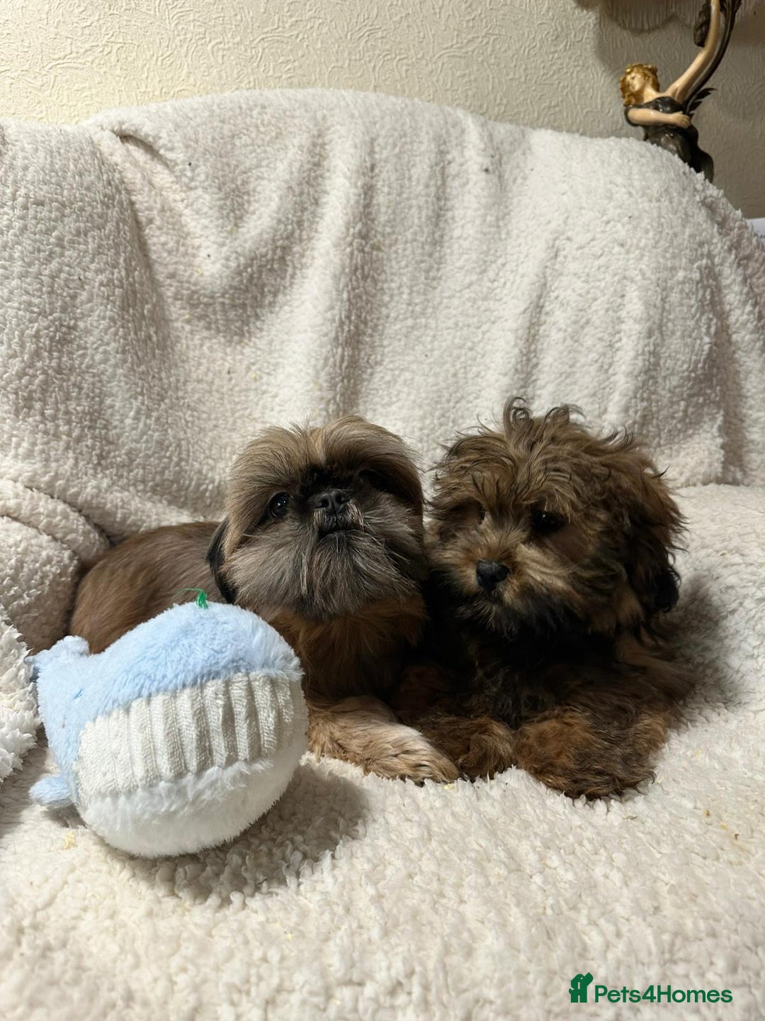 Shihpoo dogs for sale: Gorgeous shihpoo’s - Advert 6