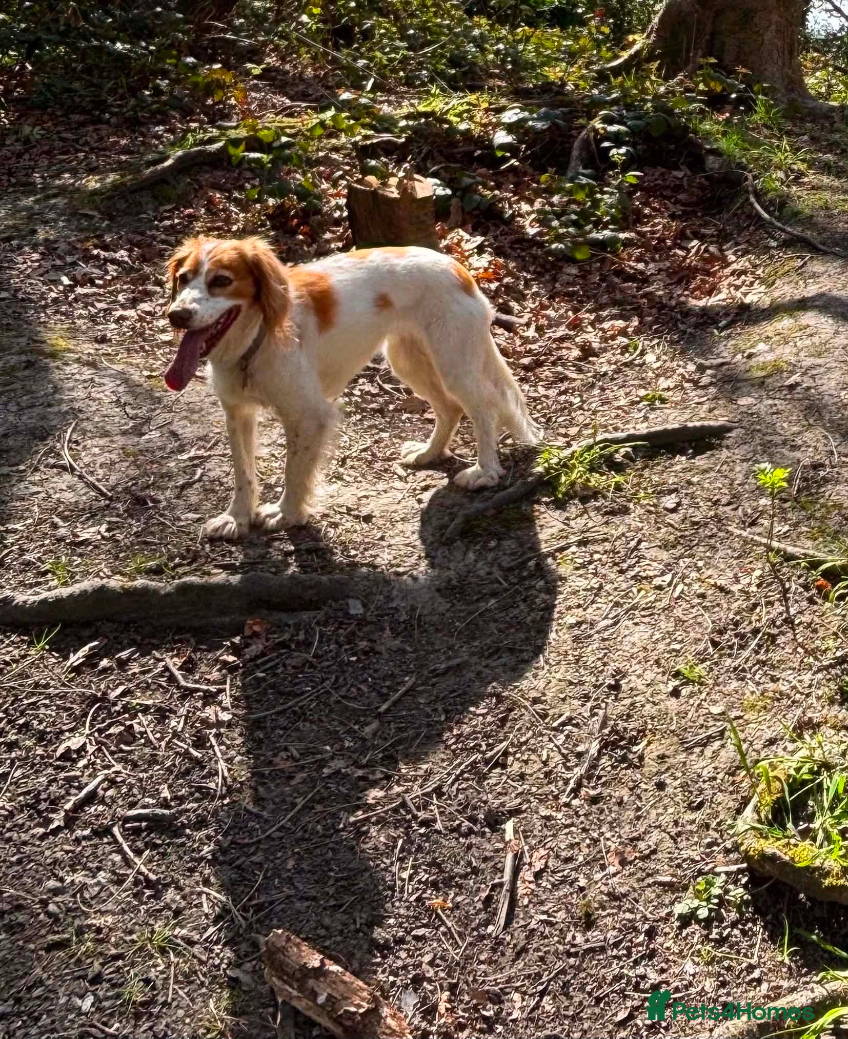 Cocker Spaniel dogs for adoption: Amber needs a loving home  - Advert 6