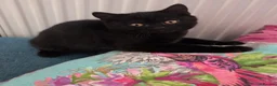 British Shorthair cats for sale: British shorthair kittens  - Advert 2