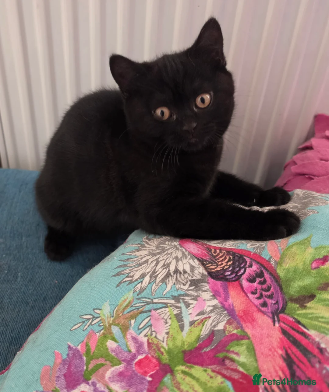British Shorthair cats for sale: British shorthair kittens  - Advert 2