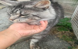 Maine Coon cats for sale: Male Maine coon - Image 1
