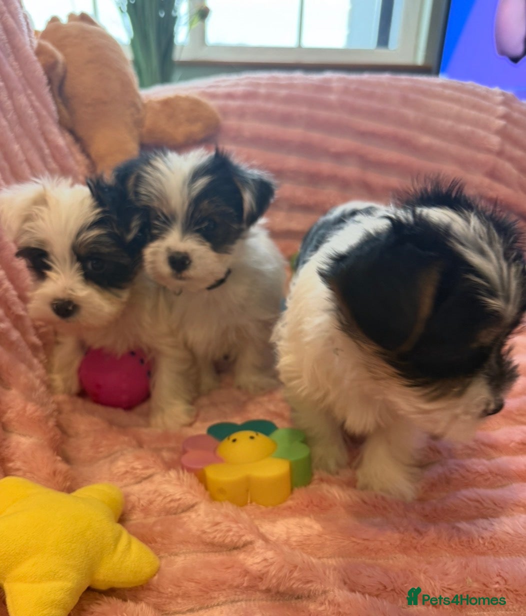 Yorkshire Terrier dogs Rare Biewer Mini Yorkshire Terrier Puppies  - Advert 2