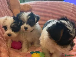 Yorkshire Terrier dogs Rare Biewer Mini Yorkshire Terrier Puppies - Advert 2