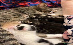 British Shorthair cats for sale: Kittens for sale - Image 15