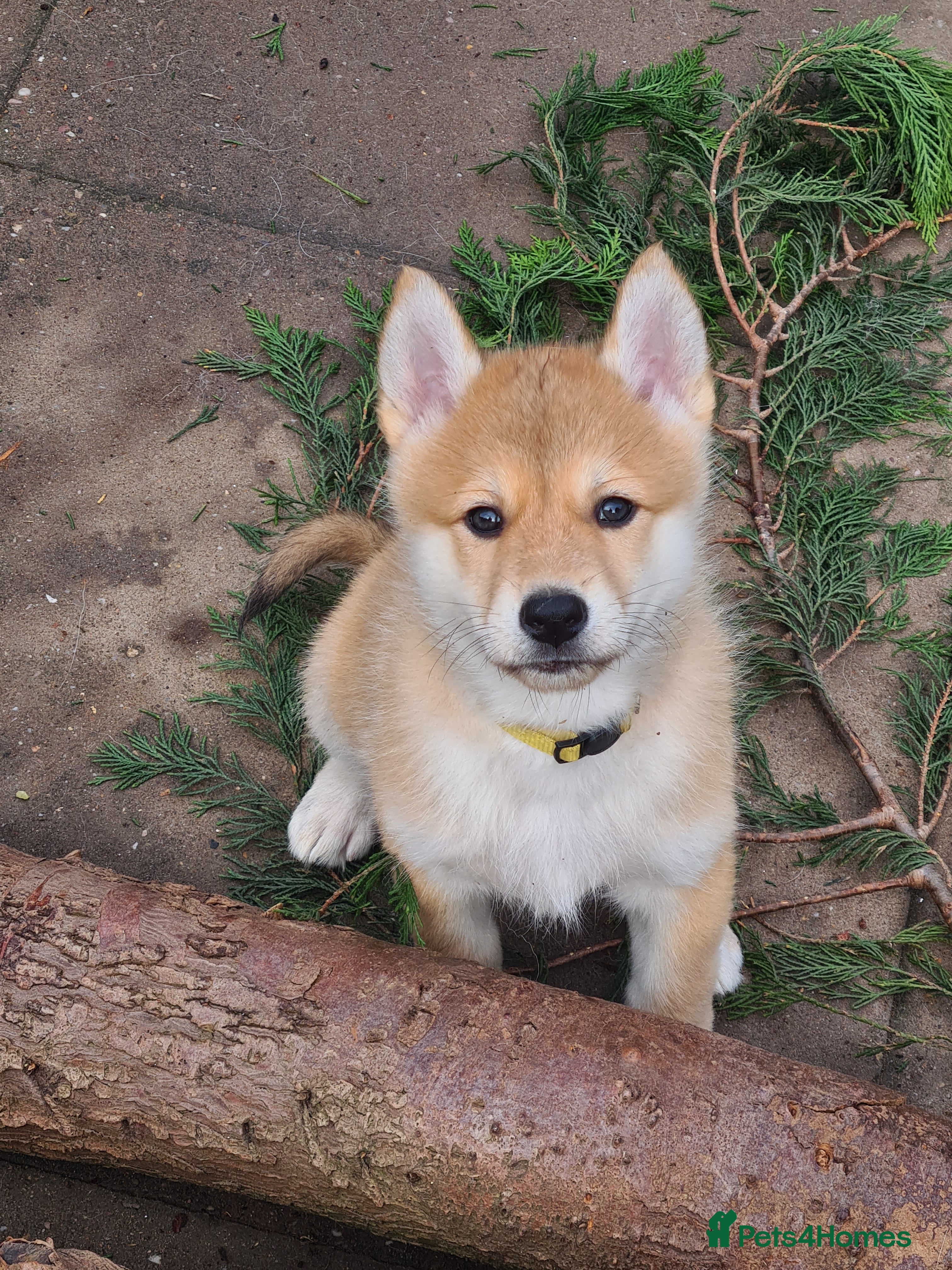 Mixed Breed dogs Czech Wolfdog × Akita/Malamute Puppies - Advert 4