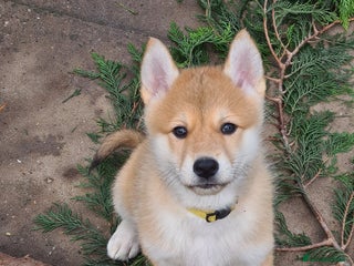 Mixed Breed dogs Czech Wolfdog × Akita/Malamute Puppies - Advert 3