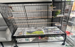 Ringnecks birds for sale: Ring neck parrot  - Image 2