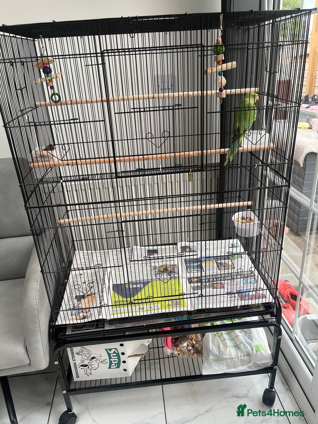 Ringnecks birds for sale: Ring neck parrot  - Image 2
