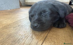 Labrador Retriever dogs for sale: Beautiful Labrador pups  - Image 21