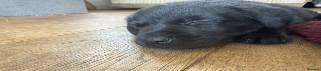 Labrador Retriever Puppy 8