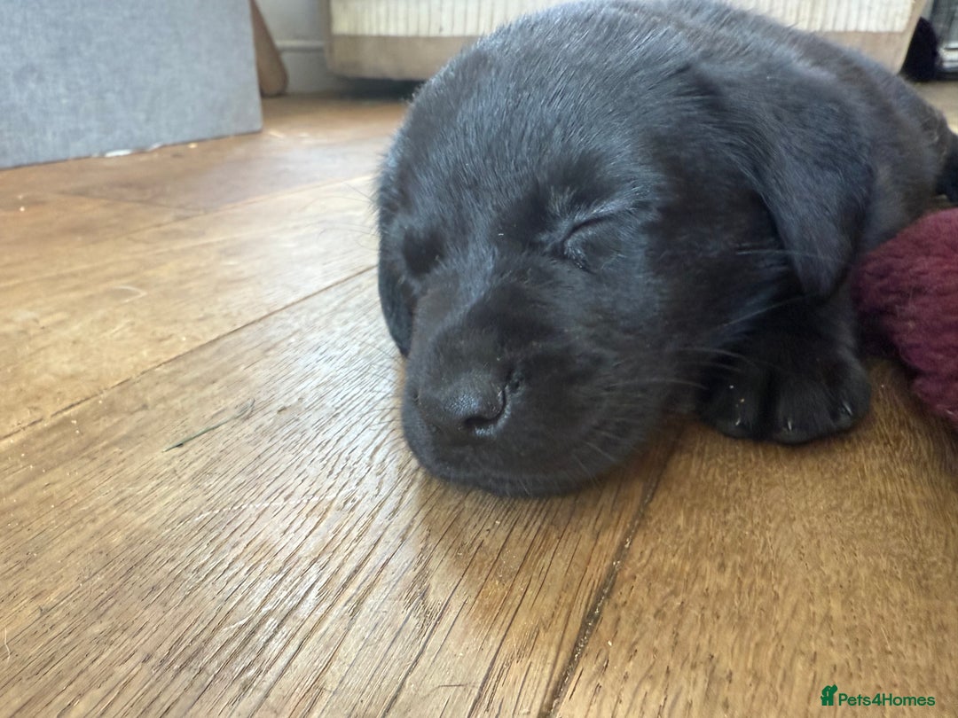 Labrador Retriever dogs for sale: Beautiful Labrador pups  - Image 21