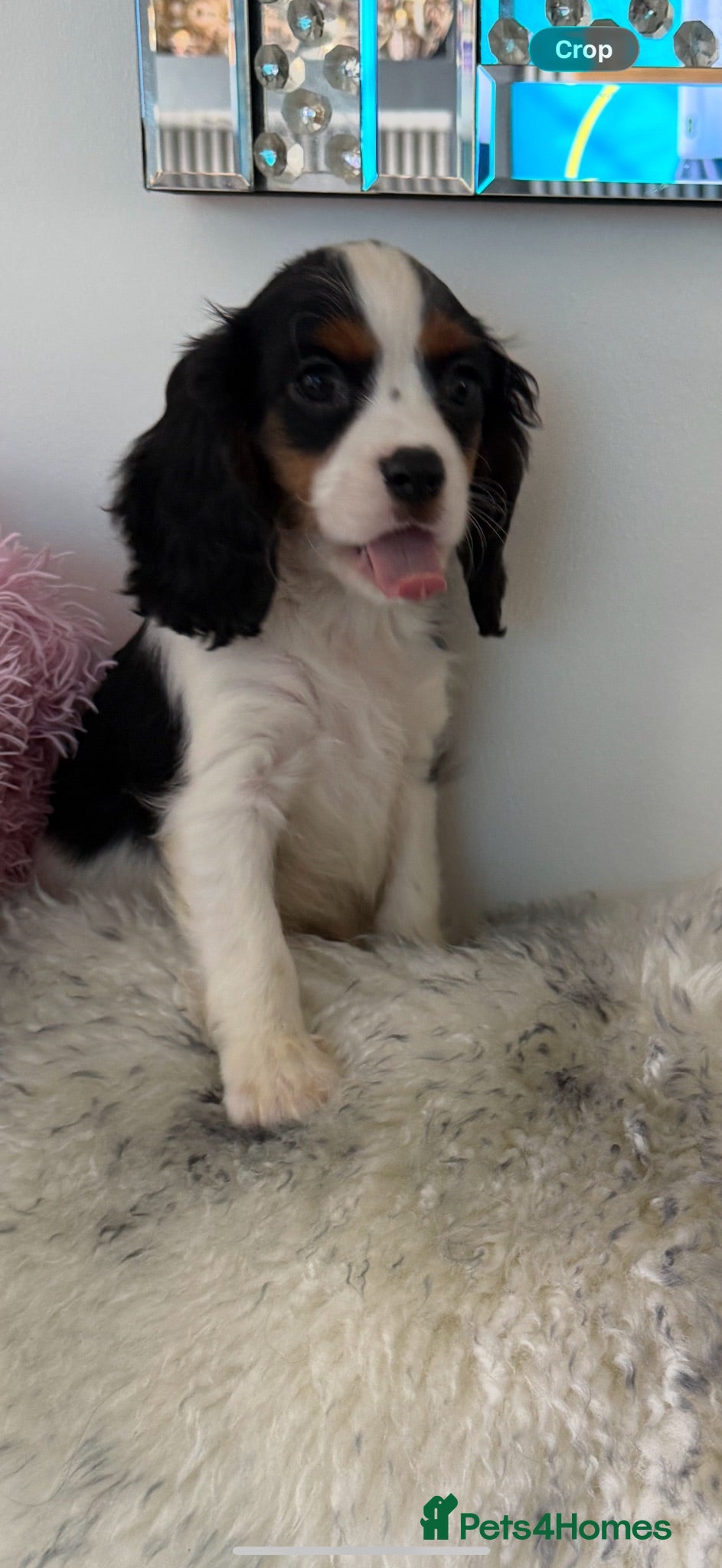 Cavalier King Charles Spaniel dogs 🐶Kc cavalier dna clear puppies 🐶3 boys left - Advert 2