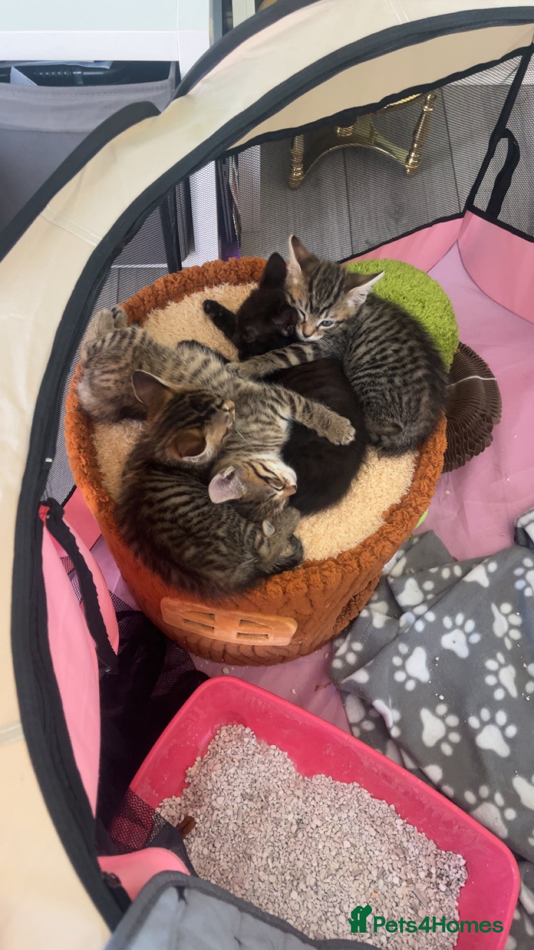 Mixed Breed cats for sale: tabby kittens for sale  - Image 1