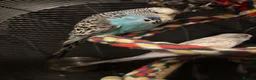 Budgerigars birds for sale: 3 young healthy budgies for sale - Advert 2