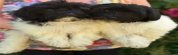 Havanese dogs for sale: Exquisite Havanese Puppies Boys and Girls  - Advert 6