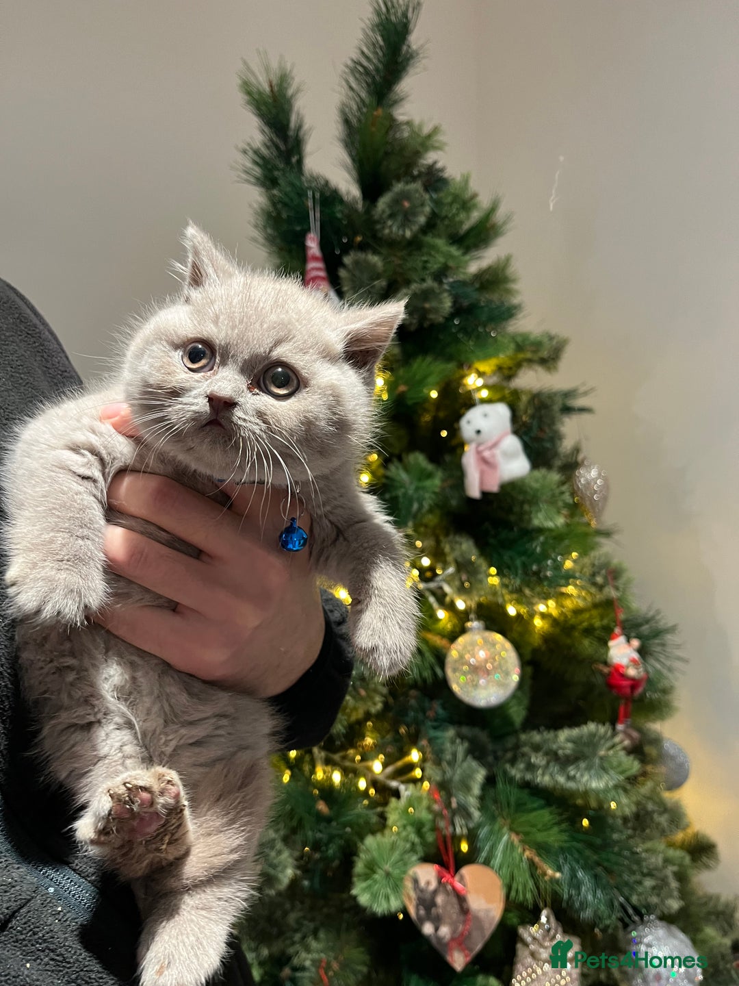 British Shorthair cats for sale: ⭐️ PURE BREED BRITISH SHORTHAIR KITTENS - Advert 13