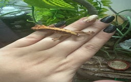 Gecko reptiles for sale: Pinstripe harleyquin crested geckos and Bearded - Image 5