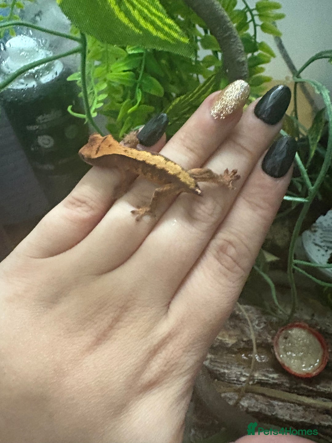 Gecko reptiles for sale: Pinstripe harleyquin crested geckos and Bearded - Image 5
