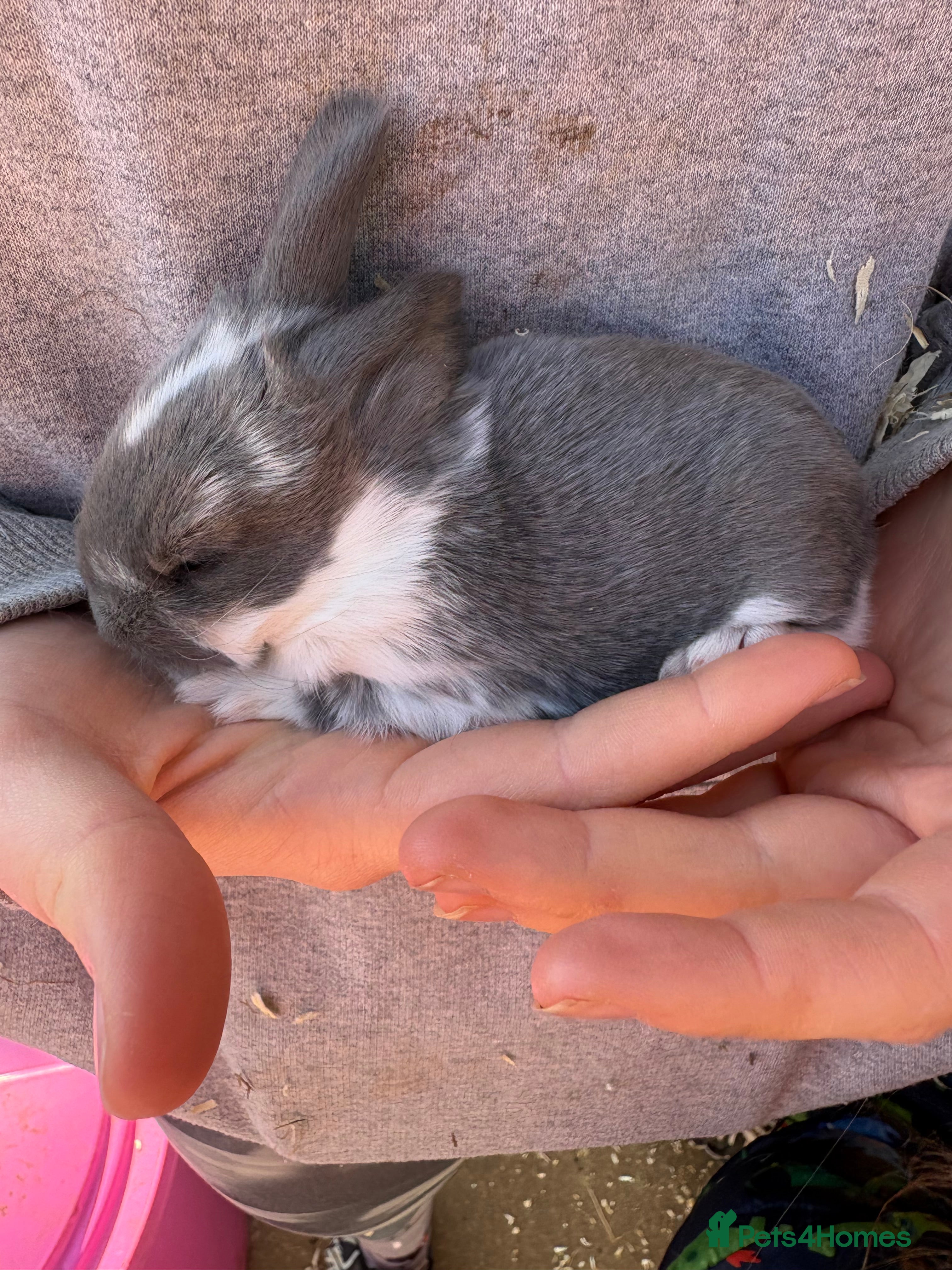 French Lop rabbits French lops - Advert 10