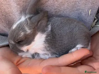 French Lop rabbits French lops - Advert 10