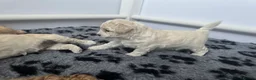 Cavapoochon dogs for sale: Cavapoochon puppies - beautiful colours - Advert 4