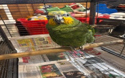 Parrots birds for sale: Amazon - Image 6