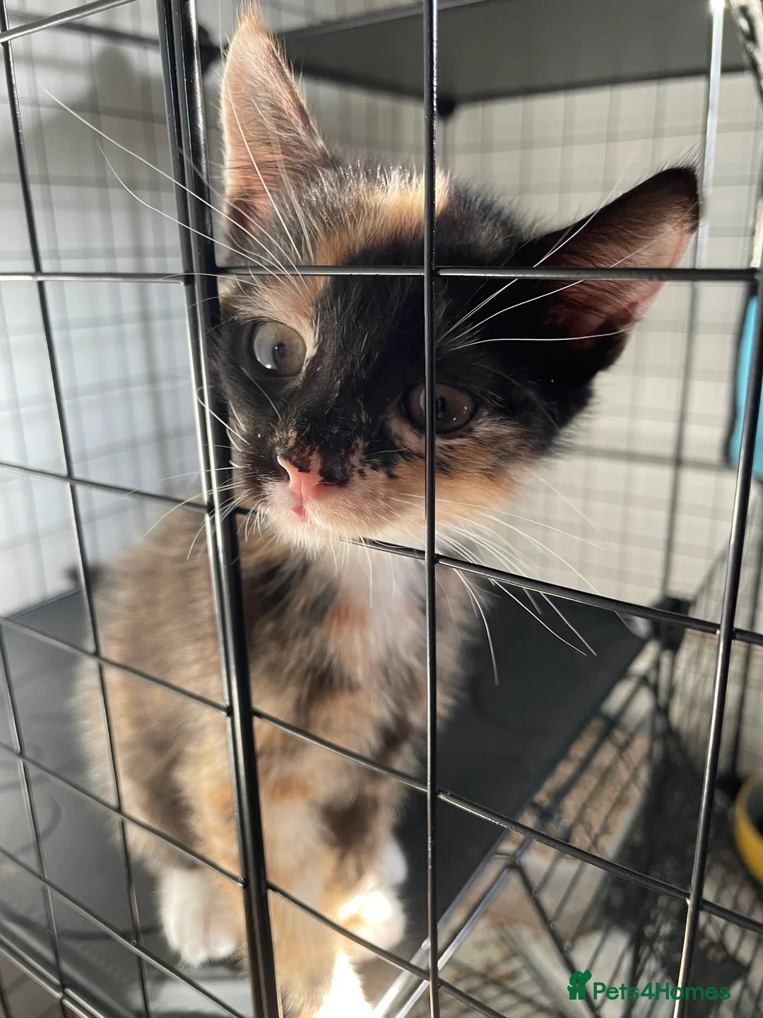 Mixed Breed cats for sale: Colourful kittens looking for home 🩷 - Advert 22