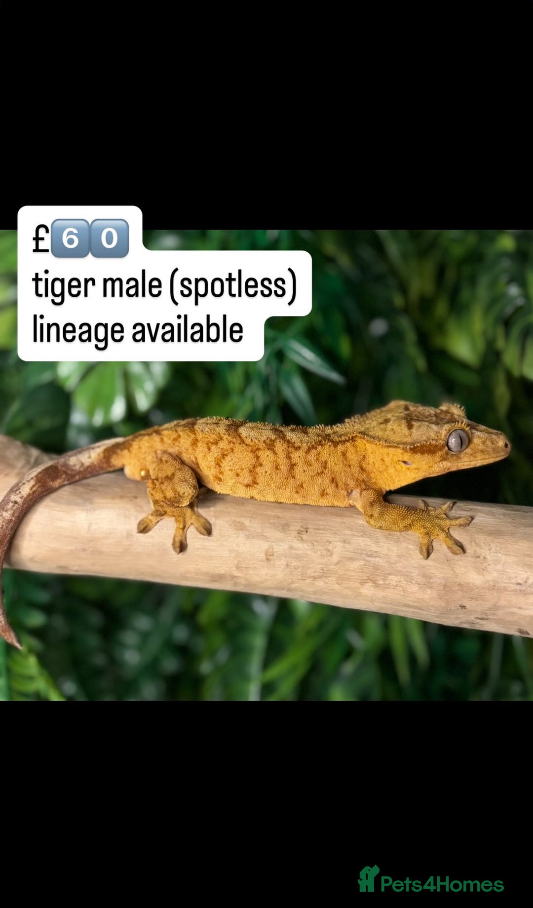 Gecko reptiles for sale: BEAUTIFUL CRESTED GECKOS   in Chigwell - Image 10