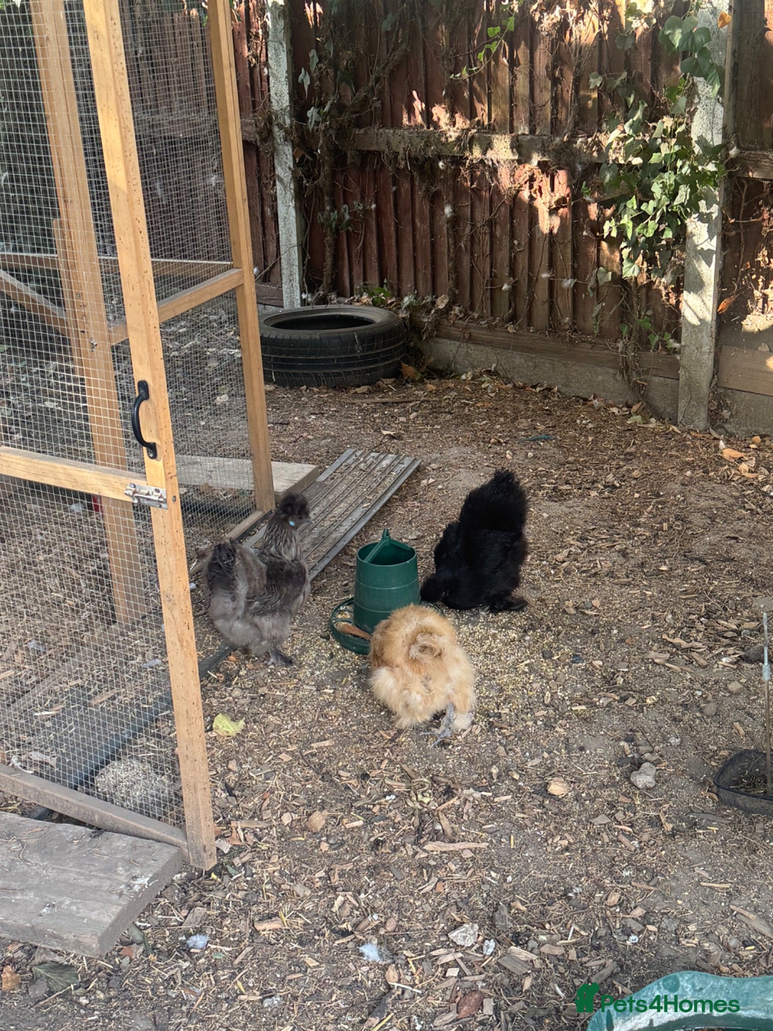 Chickens poultry 5 silkie chickens free to loving home  - Advert 1