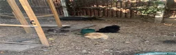 Chickens poultry for sale: 5 silkie chickens free to loving home  in Colchester - Advert 1