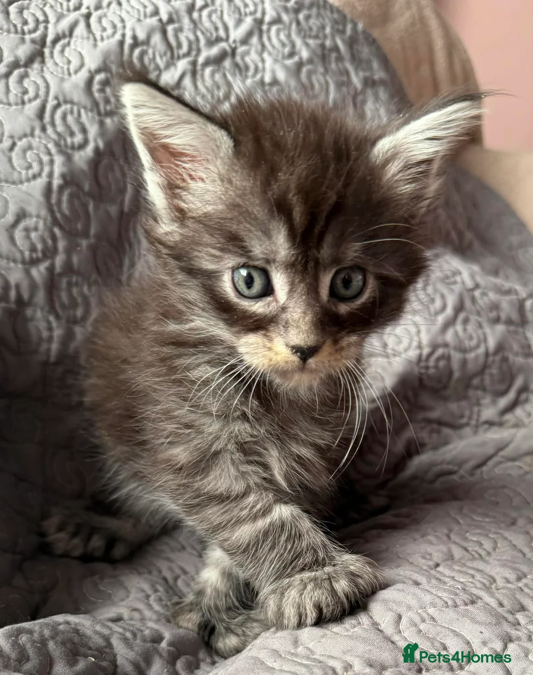 Maine Coon cats for sale: Stunning Polydactyl Maine Coon Kittens for Sale  - Advert 9