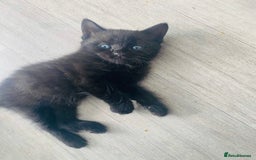 Domestic Shorthair cats for sale: Beautiful kittens ready to go 🐈‍⬛ - Image 27