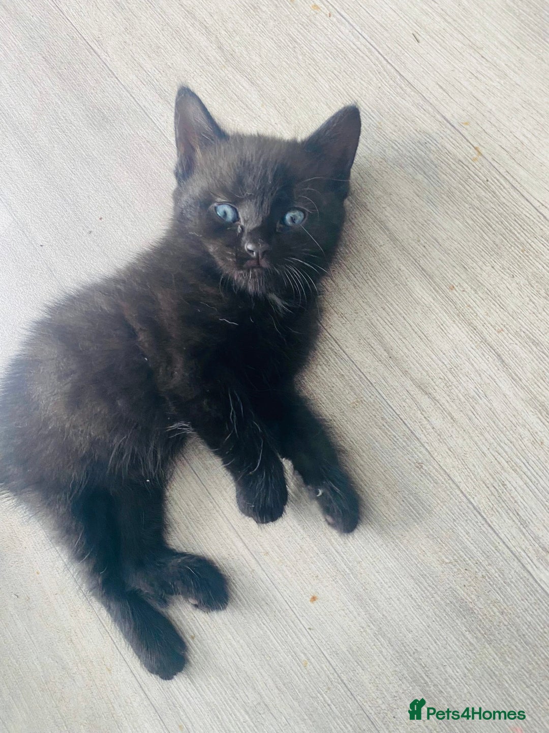 Domestic Shorthair cats for sale: Beautiful kittens ready to go 🐈‍⬛ - Image 27