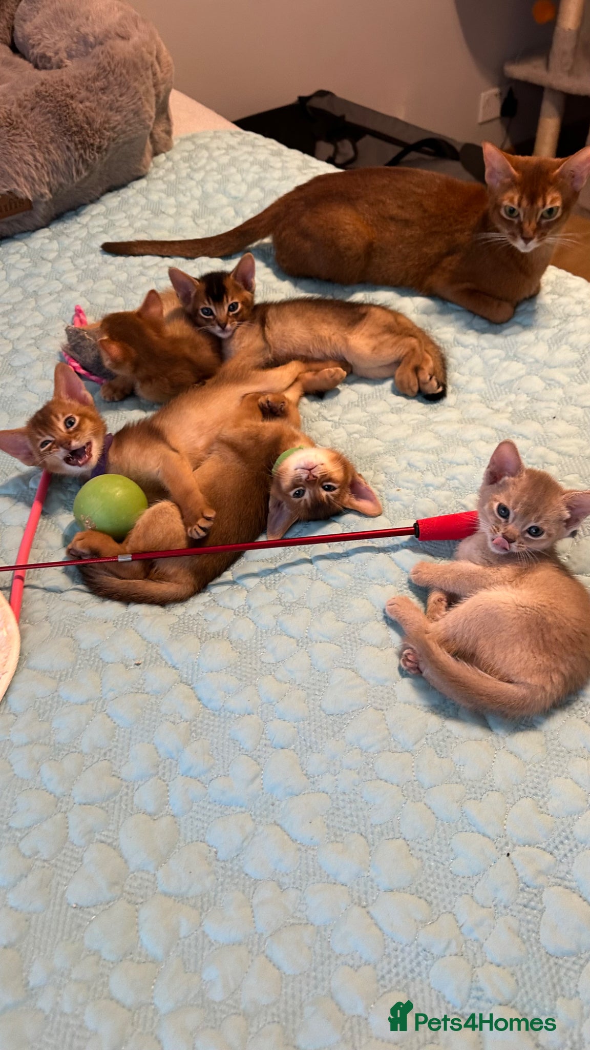 Abyssinian cats Abyssinian kittens 🌟😻🌟 - Advert 2