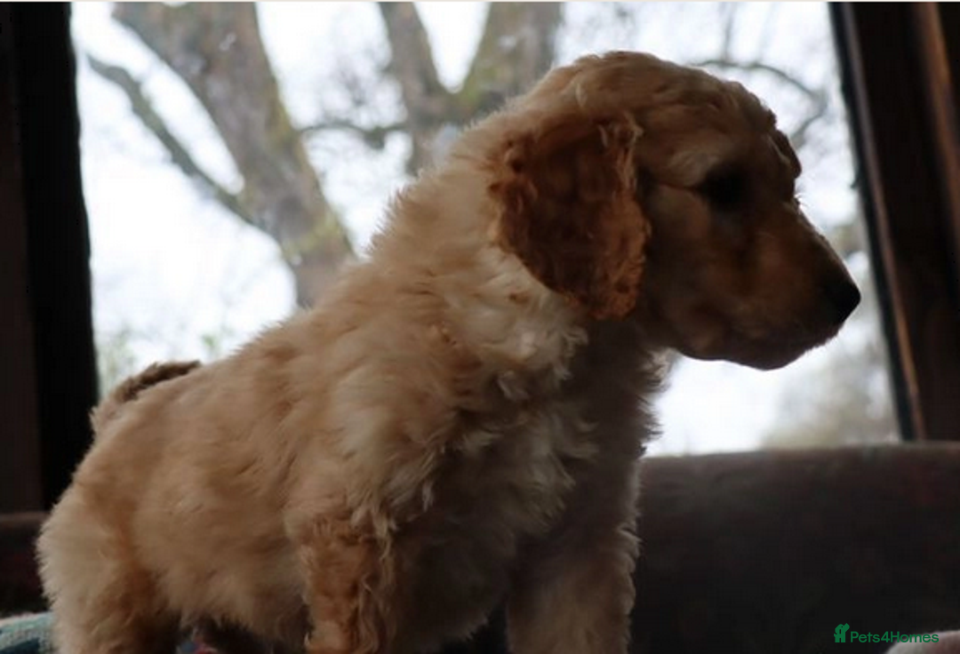 Labradoodle dogs for sale: Lovely Labradoodle Puppies Licenced Breeder - Image 12