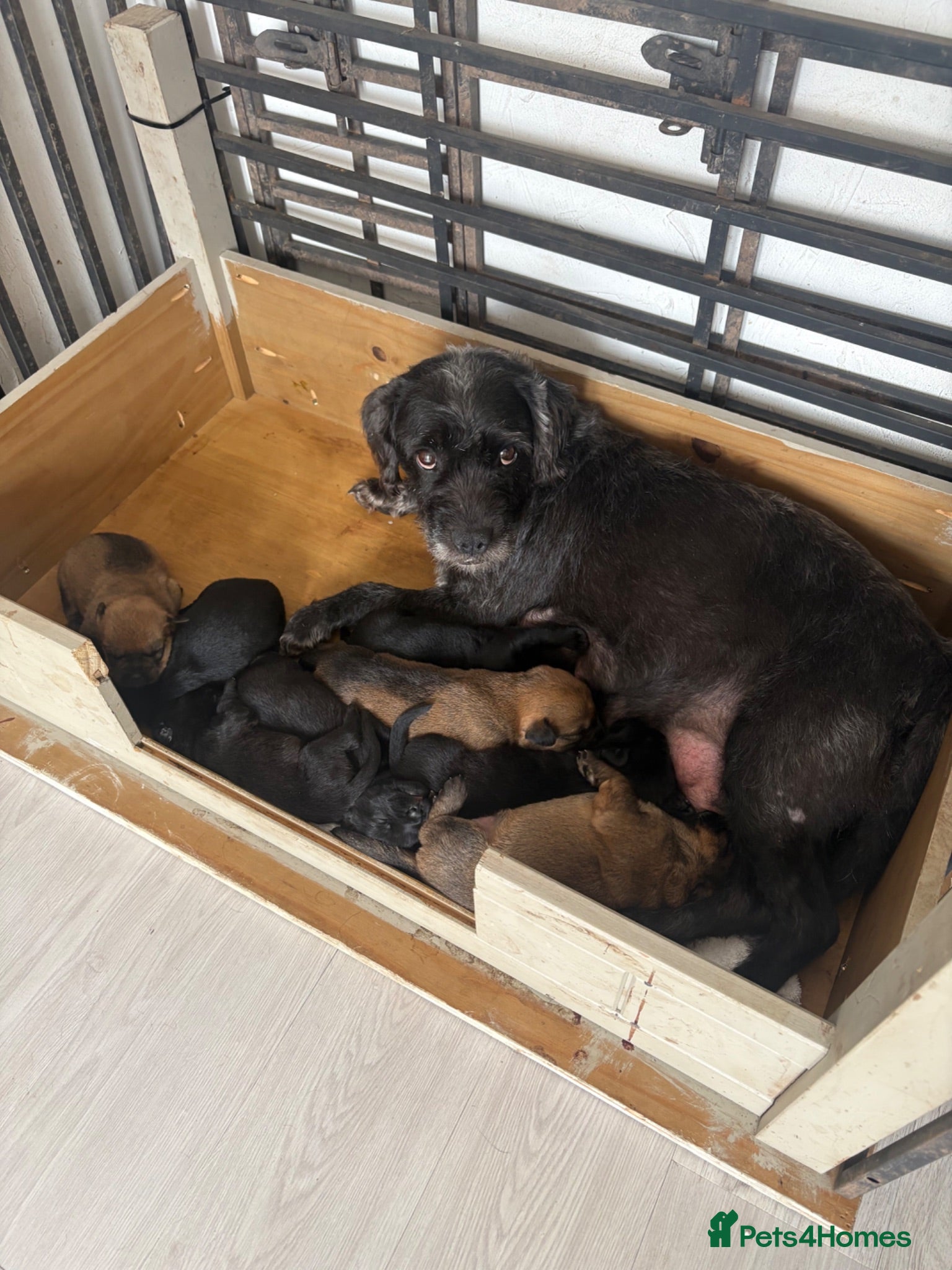 Mixed Breed dogs 8 Puppies  - Advert 2
