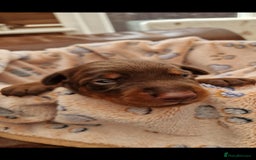 Dobermann dogs for sale: Stunning Dobermann puppies in Nottingham - Image 3