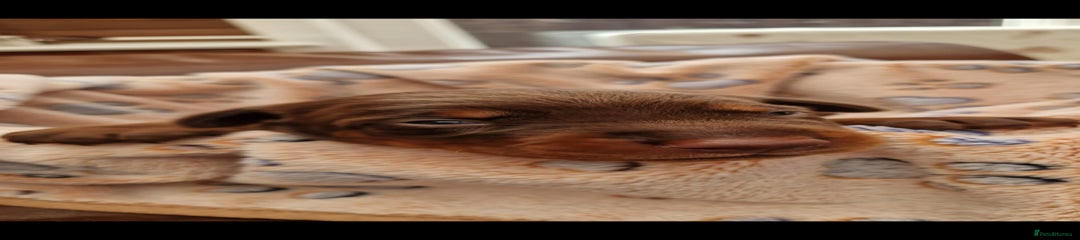 Dobermann Puppy 4