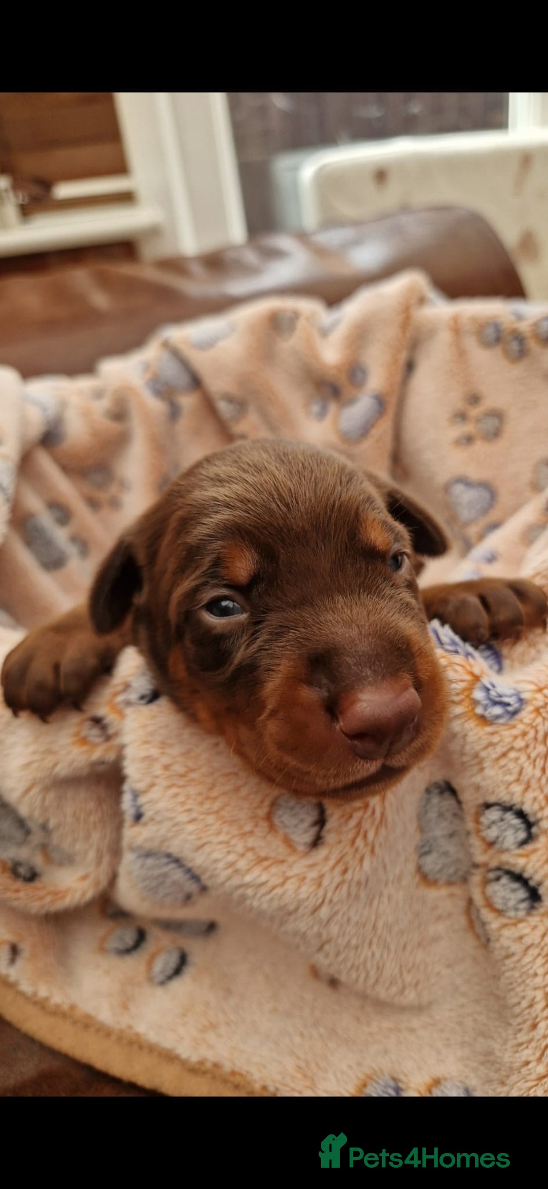 Dobermann dogs for sale: Stunning Dobermann puppies in Nottingham - Image 3