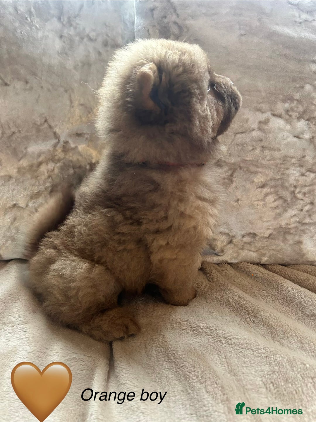 Chow Chow dogs for sale: Beautiful chow chow puppies 🥰 - Advert 9