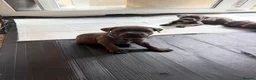 Staffordshire Bull Terrier dogs for sale: Beautiful blue Staffordshire Bull Terrier Puppies  - Advert 10