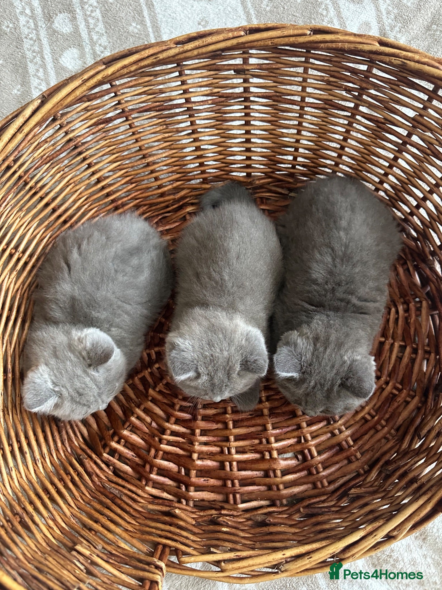 British Shorthair cats British Shorthair GCCF-registered Kittens  - Advert 2