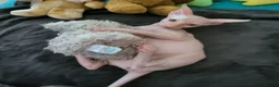Sphynx cats for sale: Last Canadian Sphynx looking for his forever home - Advert 7