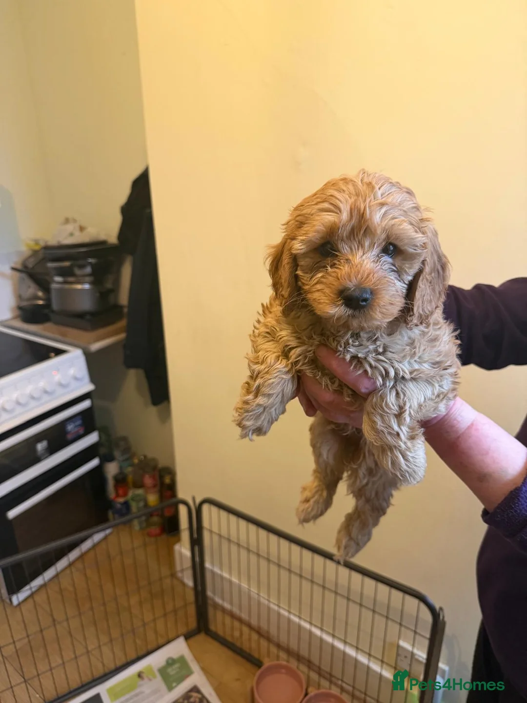 Cavapoo dogs for sale: Cavapoos F1B  For  Sale  - Advert 5