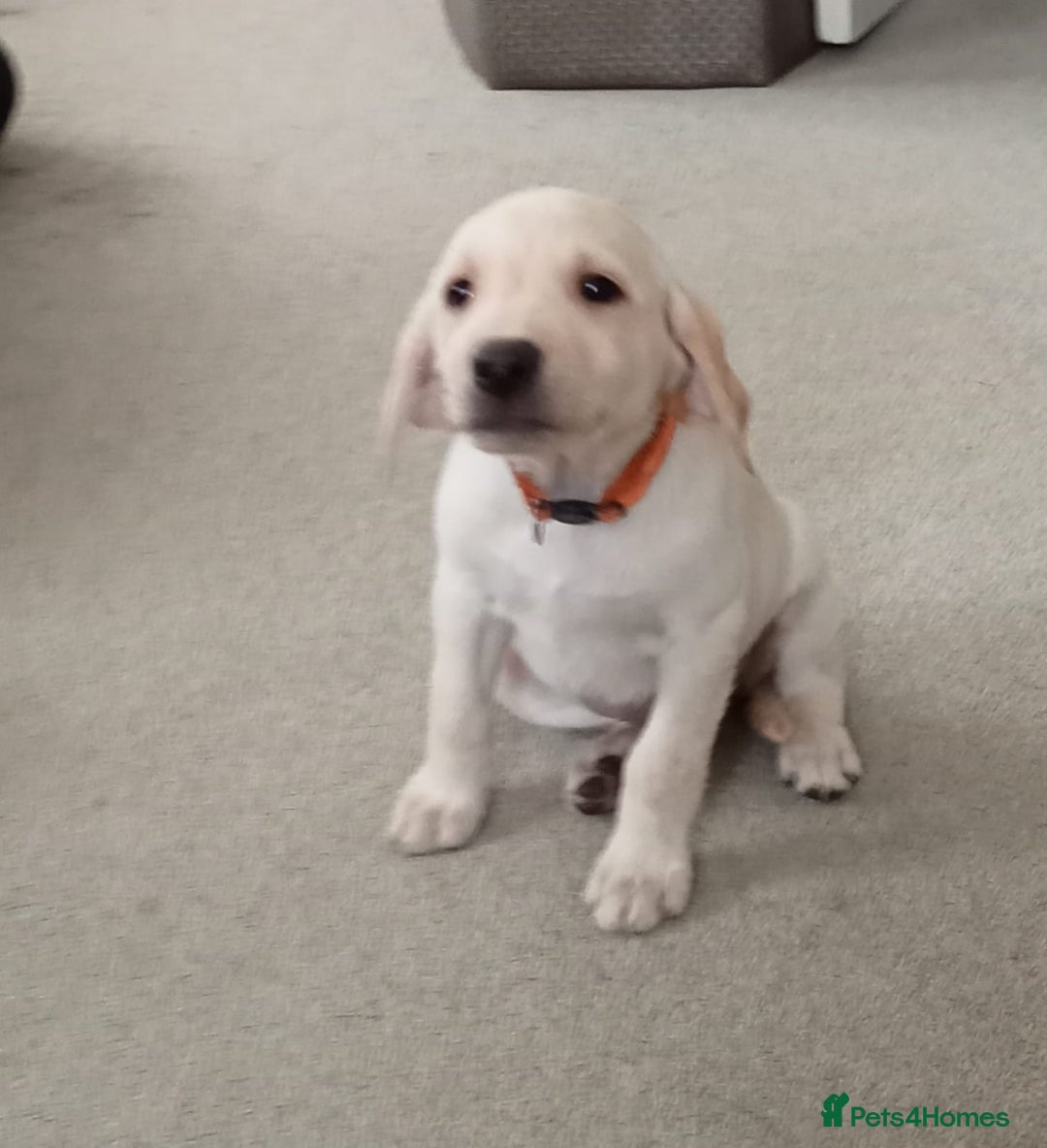 Labrador Retriever dogs for sale: KC Registered Labrador Retriever Puppies in Ross-on-Wye - Image 38