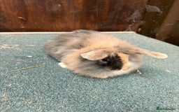 Mini Lion Lop rabbits for sale: Stunning coloured mini lion lops - Image 2